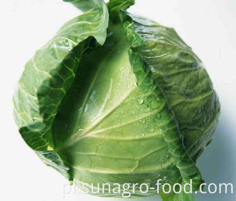 Good Quality Healthy Delicious Cabbage